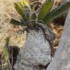 Vai alla scheda di Euphorbia mlanjeana