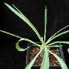 Vai alla scheda di Euphorbia monteiroi