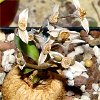 Vai alla scheda di Euphorbia moratii