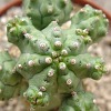 Vai alla scheda di Euphorbia mosaica