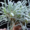Vai alla scheda di Euphorbia multifolia