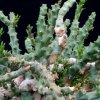 Vai alla scheda di Euphorbia namuskluftensis