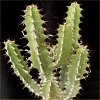 Vai alla scheda di Euphorbia nemorosa