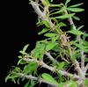 Vai alla scheda di Euphorbia neobosseri