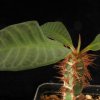 Vai alla scheda di Euphorbia neohumberti