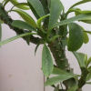 Vai alla scheda di Euphorbia neriifolia
