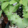 Vai alla scheda di Euphorbia neriifolia cv. cristata
