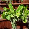 Vai alla scheda di Euphorbia neriifolia cv. cristata variegata