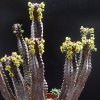 Vai alla scheda di Euphorbia nesemannii