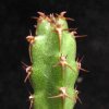 Vai alla scheda di Euphorbia nubigena