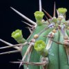Vai alla scheda di Euphorbia officinarum