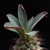 Vai alla scheda di Euphorbia pachypodioides