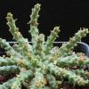 Vai alla scheda di Euphorbia palmeri
