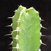 Vai alla scheda di Euphorbia parciramulosa