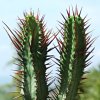 Vai alla scheda di Euphorbia pentagona