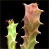 Vai alla scheda di Euphorbia persistens