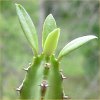 Vai alla scheda di euphorbia persistentifolia