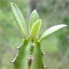 Vai alla scheda di Euphorbia persistentifolia