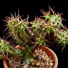 Vai alla scheda di Euphorbia phillipsiae