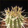Vai alla scheda di Euphorbia phillipsioides