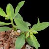 Vai alla scheda di Euphorbia platycephala