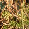 Vai alla scheda di Euphorbia platyclada