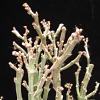 Vai alla scheda di Euphorbia platyclada v. erecta