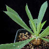 Vai alla scheda di Euphorbia poissonii