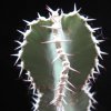Vai alla scheda di Euphorbia polyacantha