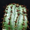Vai alla scheda di Euphorbia polygona