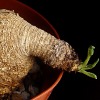 Vai alla scheda di Euphorbia primulifolia