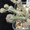 Vai alla scheda di Euphorbia pseudoglobosa