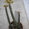 Vai alla scheda di Euphorbia pteroneura