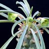Vai alla scheda di Euphorbia pubiglans