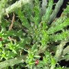 Vai alla scheda di Euphorbia pugniformis