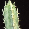 Vai alla scheda di Euphorbia quadrangularis