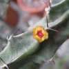 Vai alla scheda di Euphorbia quadrilatera
