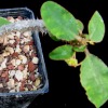Vai alla scheda di Euphorbia razafindratsirae