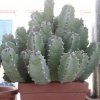 Vai alla scheda di Euphorbia resinifera