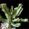 Vai alla scheda di Euphorbia restricta