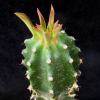 Vai alla scheda di Euphorbia royleana