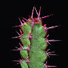 Vai alla scheda di Euphorbia rubrispinosa