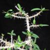Vai alla scheda di Euphorbia sakarahensis