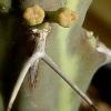 Vai alla scheda di Euphorbia samburuensis