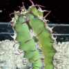 Vai alla scheda di Euphorbia scarlatina