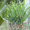 Vai alla scheda di Euphorbia schoenlandii