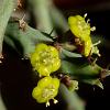 Vai alla scheda di Euphorbia septentrionalis