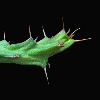 Vai alla scheda di Euphorbia similiramea