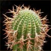 Vai alla scheda di Euphorbia stellispina