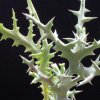 Vai alla scheda di Euphorbia stenoclada